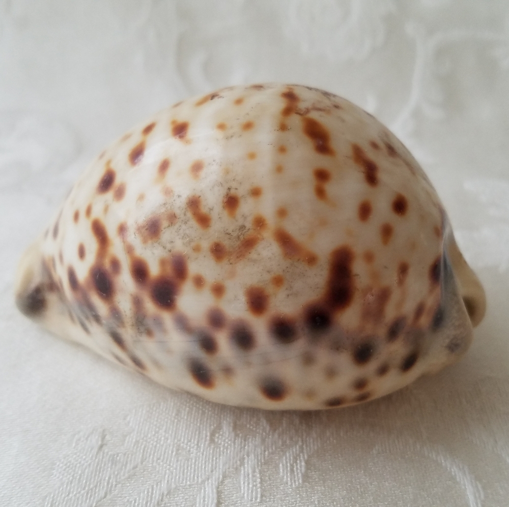 Beautiful Natural Sea Shell